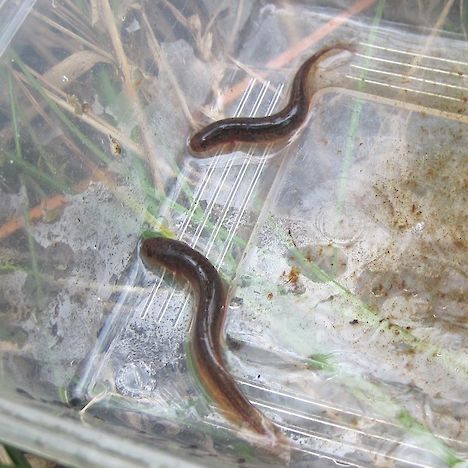 Northland mudfish, Waitangi Wetlands, Kerikeri