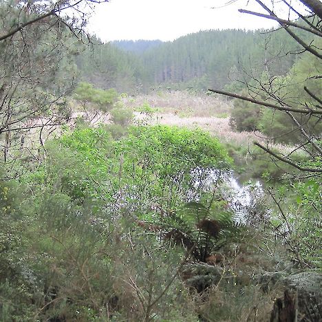 Northland mudfish habitat, Waitangi Wetlands, Kerikeri