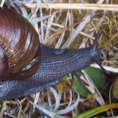 A Powelliphanta snail, Tararua Range (this species is not found in plantation forests)