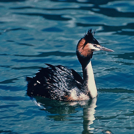 Southern crested grebe