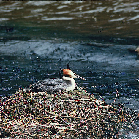 Southern crested grebe