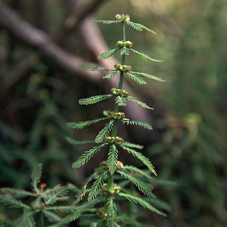 Stout water milfoil