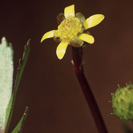 Swamp buttercup