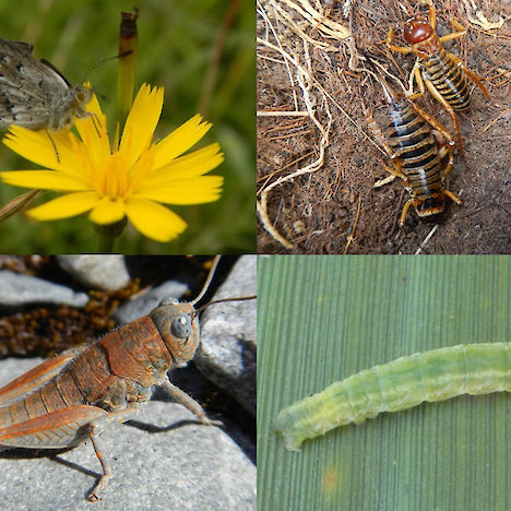 Terrestrial invertebrates include butterflies, moths (caterpillar), weta, and grasshoppers