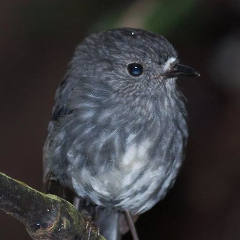 North Island robin