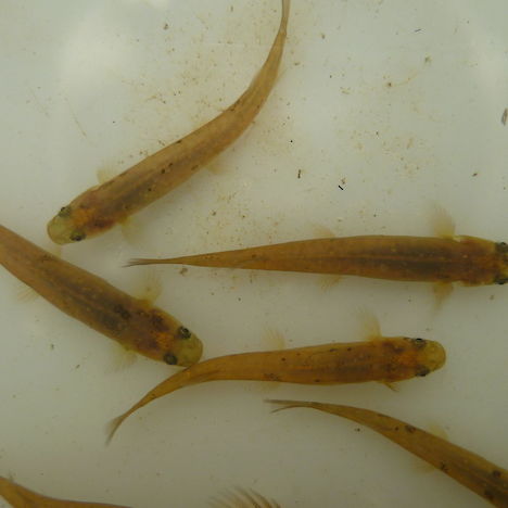 <span class=primary-name>Taieri flathead galaxias</span> <span class=secondary-name>Galaxias depressiceps</span>