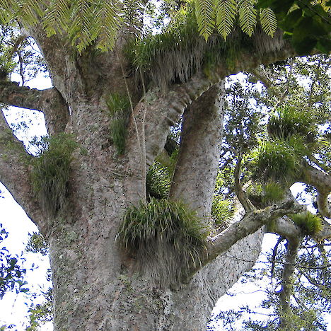 Mature kauri