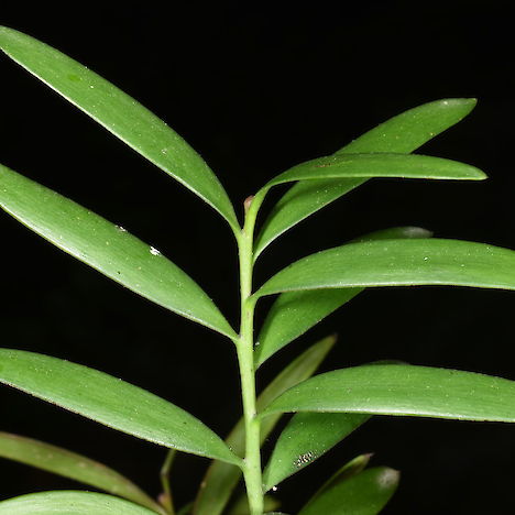 Kauri foliage