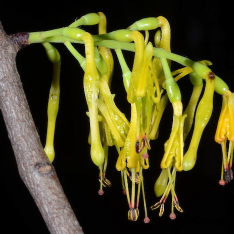 Alepis flavida flowers