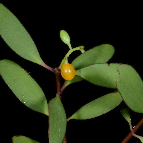 Alepis flavida fruit and foliage