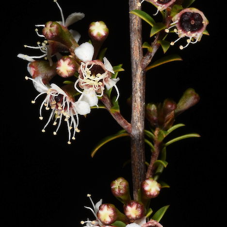 Kunzea tenuicaulis flowers