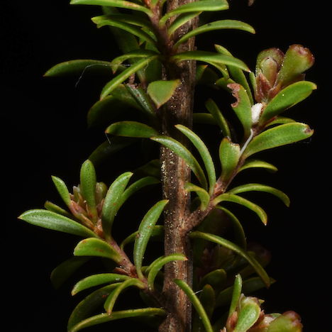 Kunzea tenuicaulis foliage