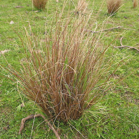 Carex buchananii, Lottery River and Lottery Bush, North Canterbury