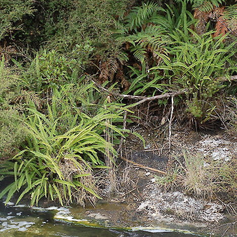 Nephrolepis flexuosa, Waimungu