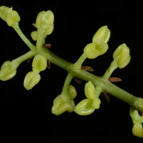 Nestegis apetala flowers