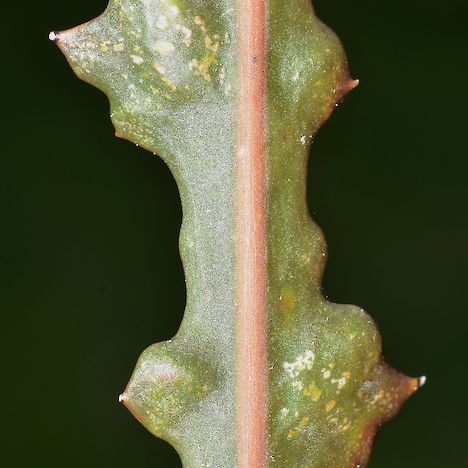 Pseudopanax ferox adaxial surface of leaf