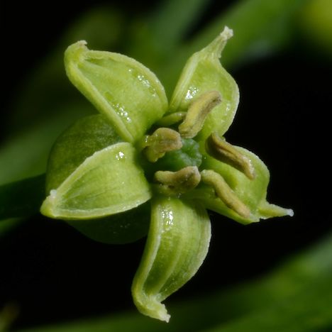 Pseudopanax ferox flower