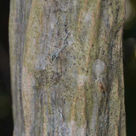Pseudopanax ferox trunk