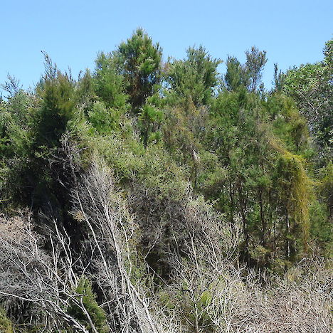 Kunzea linearis, Kaimaumau